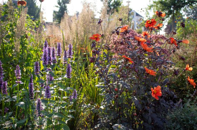 Inspiratie kleurrijke tuin